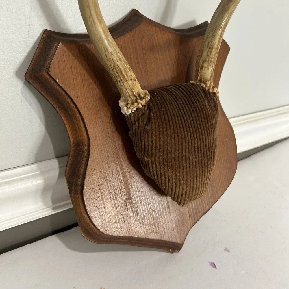 Antler Plaque Mount Taxidermy / Cabin Lodge Man Cave Point Whitetail Deer Real